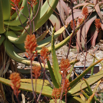 Aloe castanea