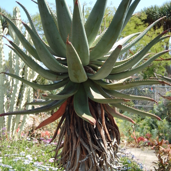 Aloe ferox