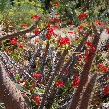 Aloe flexilifolia