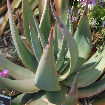 Aloe globuligemma