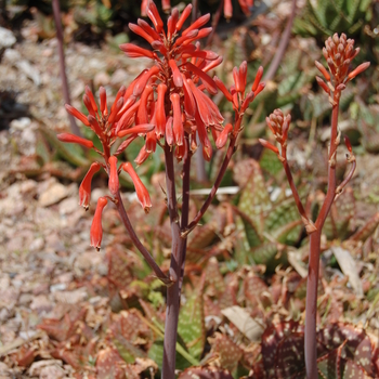 Aloe saponaria 