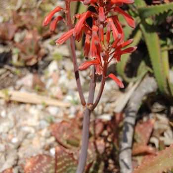 Aloe saponaria