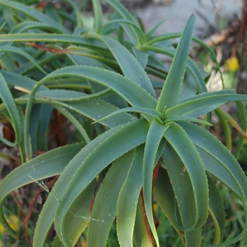 Aloe striatula var. caesia