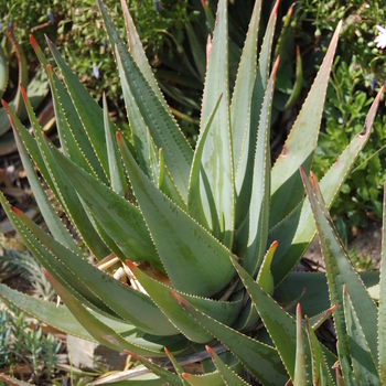 Aloe succotrina