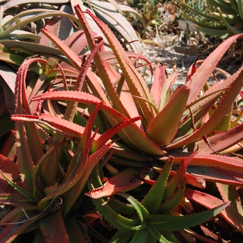 Aloe tauri