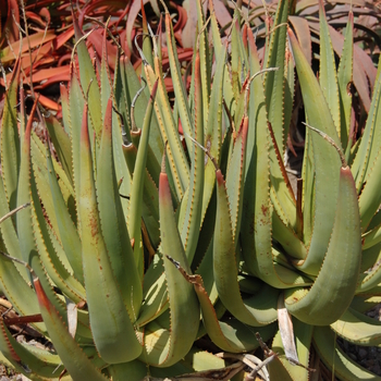 Aloe umfoloziensis 