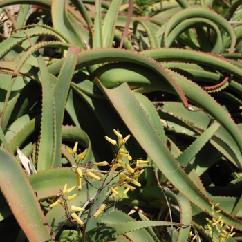 Aloe vanbalenii Aloe