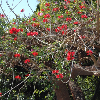 Erythrina coralloidea 