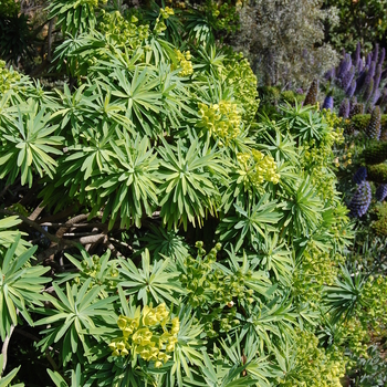 Euphorbia mellifera 