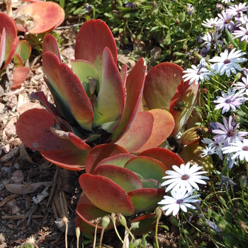 Kalanchoe luciae 