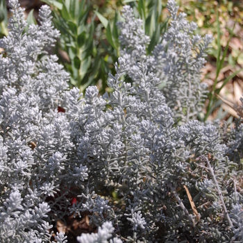 Maireana sedifolia '' (051194)