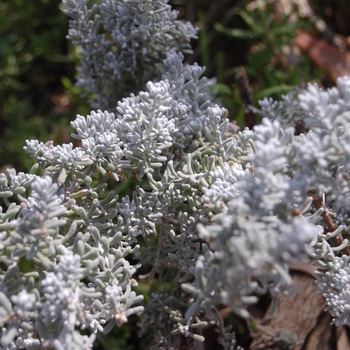 Maireana sedifolia '' (051195)