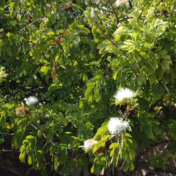 Calliandra haematocephala 'Alba'