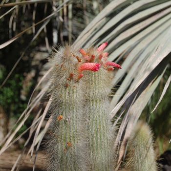 Cleistocactus jujuyensis