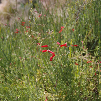 Galvezia juncea 