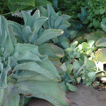 Kalanchoe marmarota