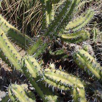 Myrtillocactus cochal 