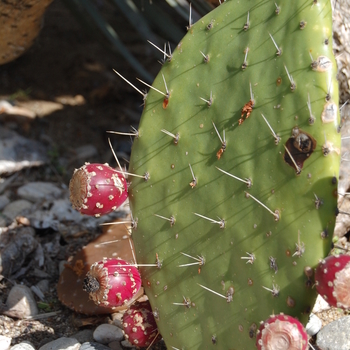 Opuntia tapona