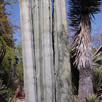 Pachycereus marginatus 