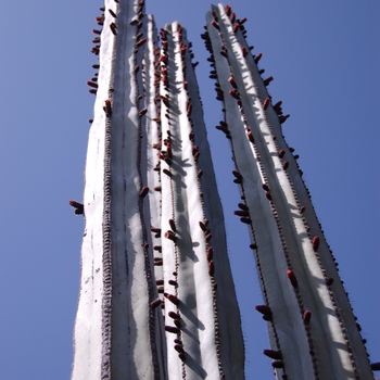 Pachycereus marginatus