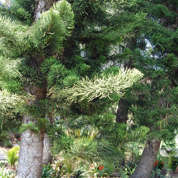 Araucaria columnaris 