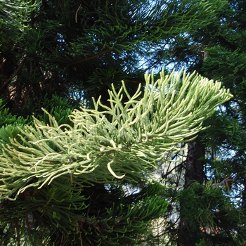 Araucaria columnaris