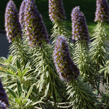 Echium candicans 'Variegata' 