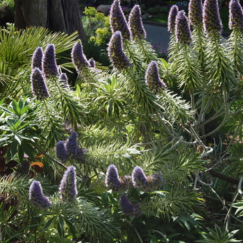 Echium candicans 'Variegata'