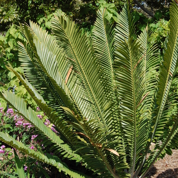 Encephalartos sclavoi