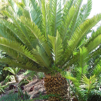 Encephalartos altensteinii 