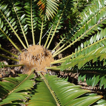 Encephalartos natalensis 