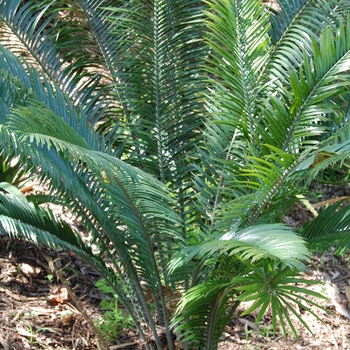 Encephalartos villosus