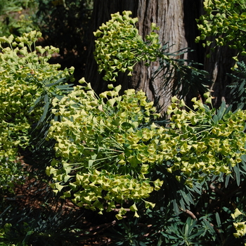 Euphorbia 'Shorty'