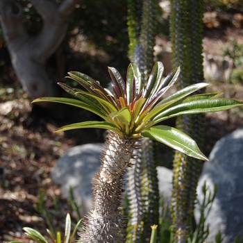 Pachypodium lamerei 