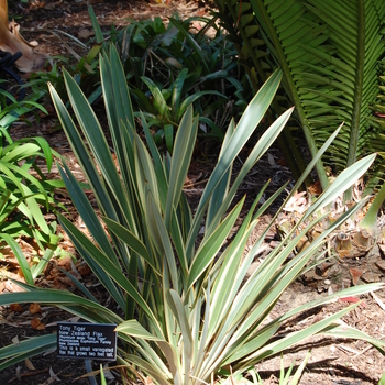 Phormium tenax 'Tony Tiger' 