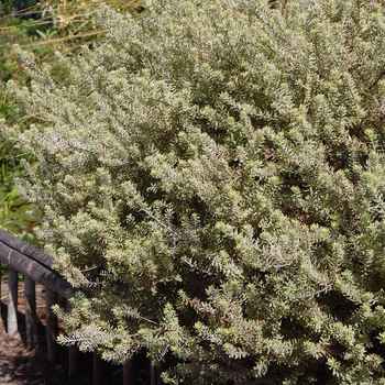 Westringia fruticosa 'Morning Light' 