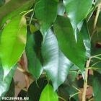Ficus benjamina 'Exotica' 