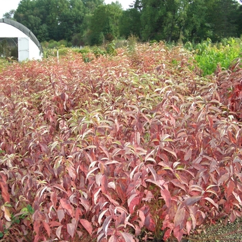 Cornus racemosa 'Mahzam' 