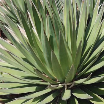 Agave ocahui var. ocahui