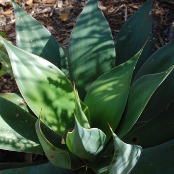 Agave 'Blue Flame' 