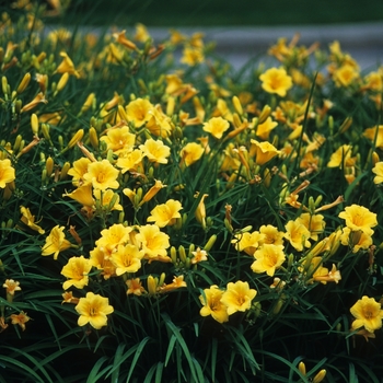 Hemerocallis 'Stella d' Oro' 