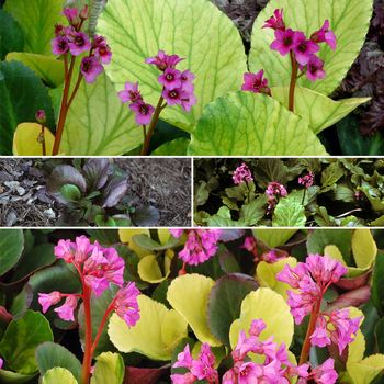 Bergenia 