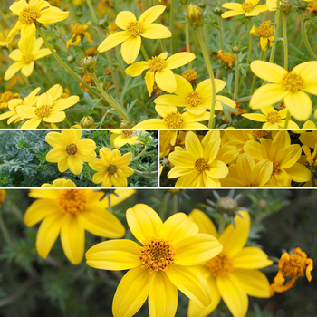 Bidens 'Multiple Varieties' 