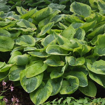 Hosta 'Frances Williams' (051436)