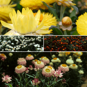 Bracteantha bracteata 'Multiple Varieties' 