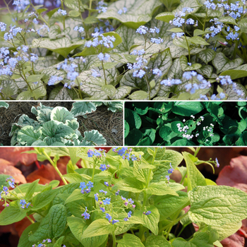 Brunnera 'Multiple Varieties' 