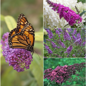 Buddleia 'Multiple Varieties'