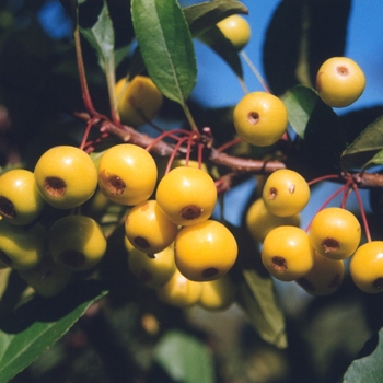 Malus 'Harvest Gold®' 