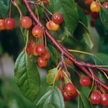 Malus 'Louisa'