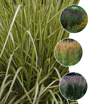 Calamagrostis 'Multiple Varieties'